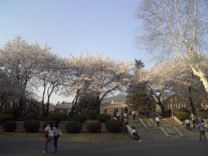 yonsei